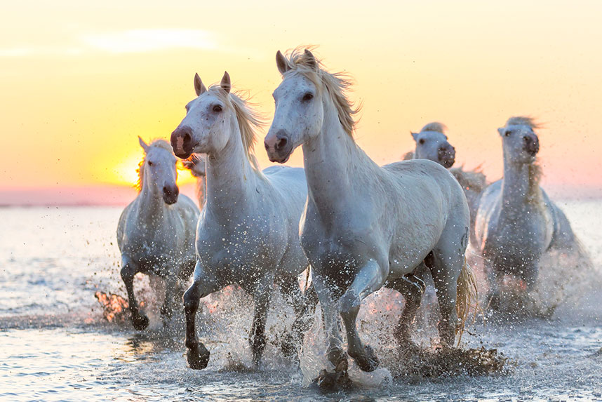 Konie biegnące po wodzie